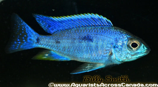 COPADICHROMIS AZUREUS *HOUSEBRED DOMESTIC) 1.5" UNSEXED - Aquarists Across Canada