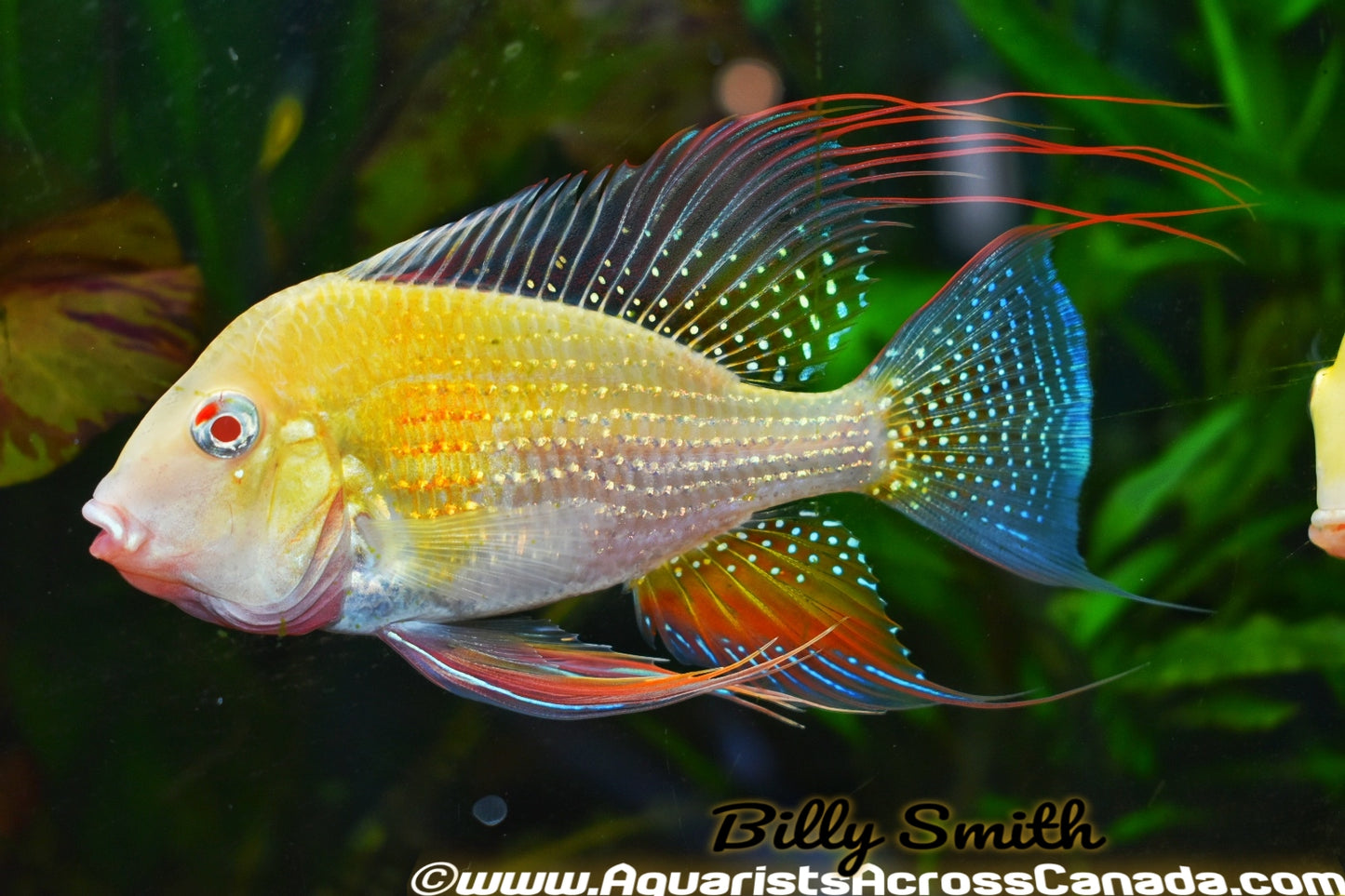 THREADFIN GEOPHAGUS *ALBINO* (Acarichthys heckelii .var) 5" - Aquarists Across Canada