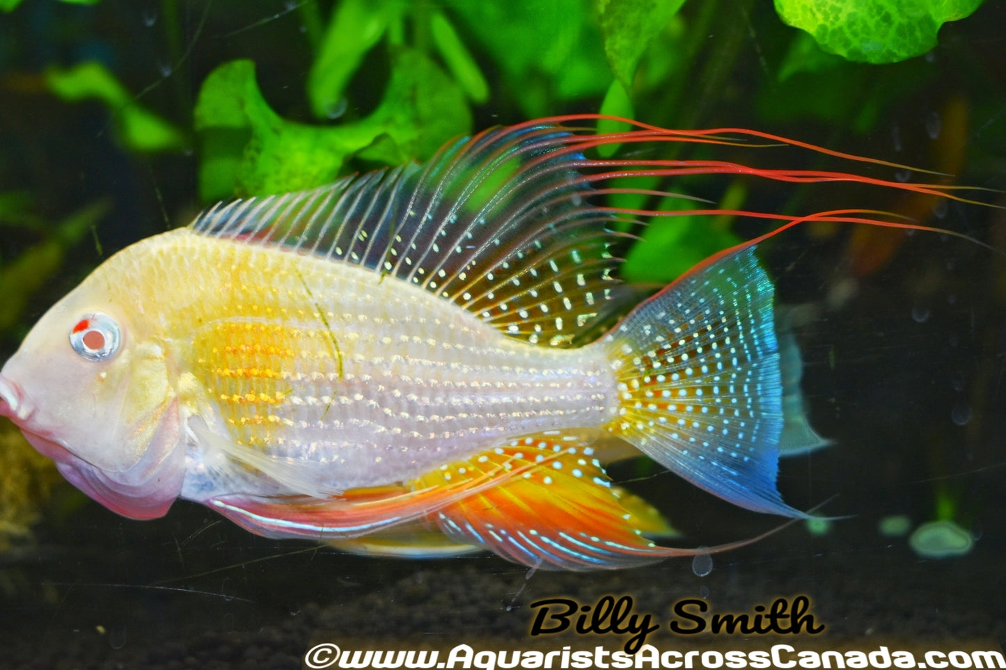 THREADFIN GEOPHAGUS *ALBINO* (Acarichthys heckelii .var) 5" - Aquarists Across Canada