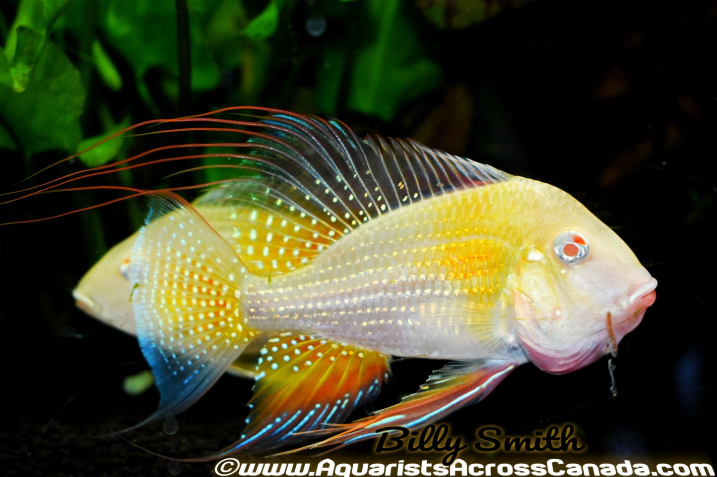 THREADFIN GEOPHAGUS *ALBINO* (Acarichthys heckelii .var) 5" - Aquarists Across Canada