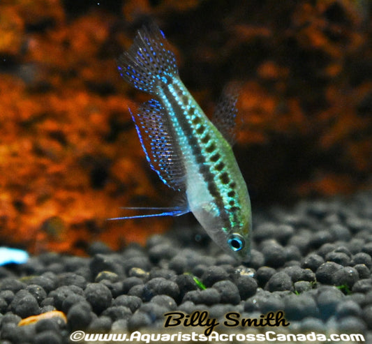 SPARKLING GOURAMI (Trichopsis pumilus) - Aquarists Across Canada