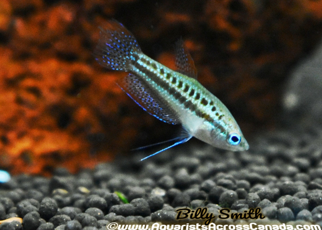 SPARKLING GOURAMI (Trichopsis pumilus) - Aquarists Across Canada
