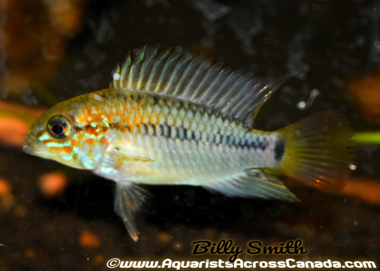 APISTOGRAMMA VIEJITA *RED* - Aquarists Across Canada