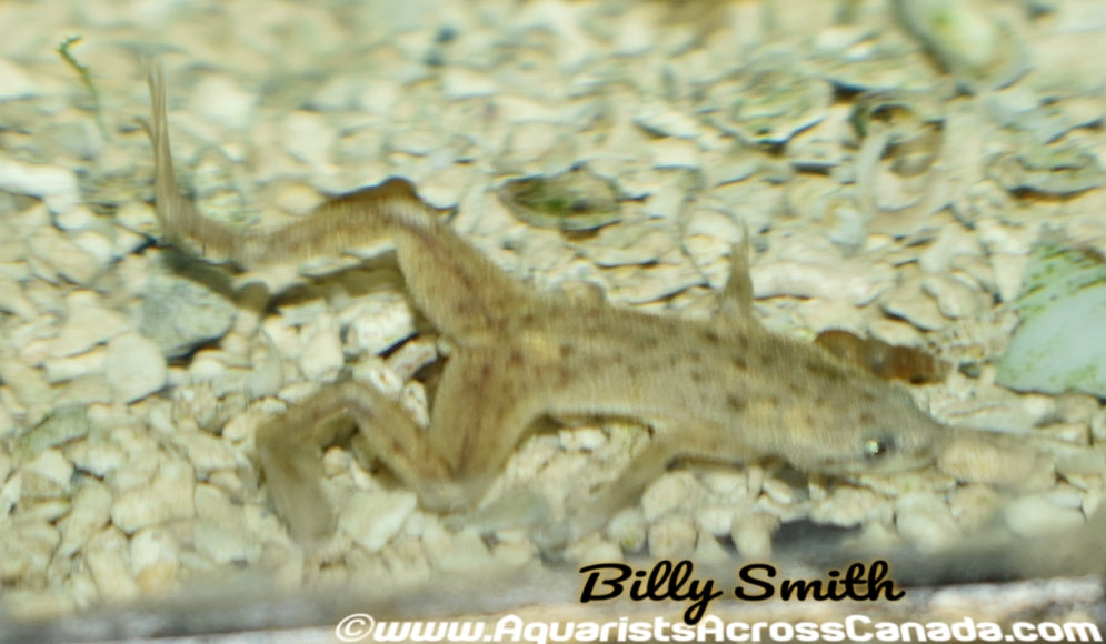 GOLDEN DWARF AQUATIC FROG (Hymenochirus Curticeps .var) - Aquarists Across Canada