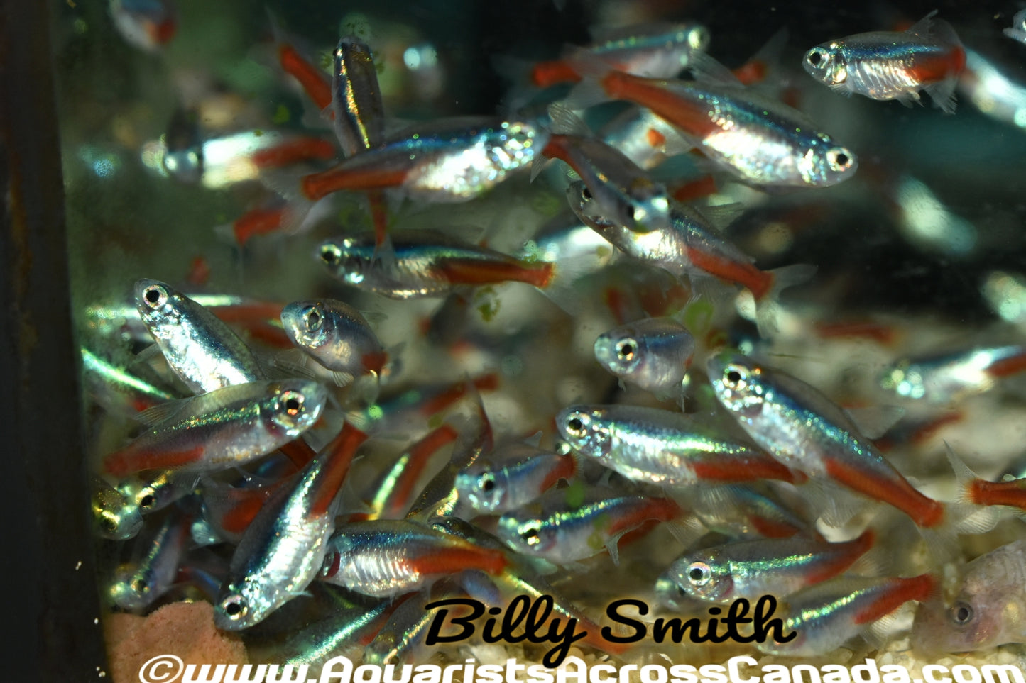 NEON TETRA LARGE (Paracheirodon innesi) - Aquarists Across Canada