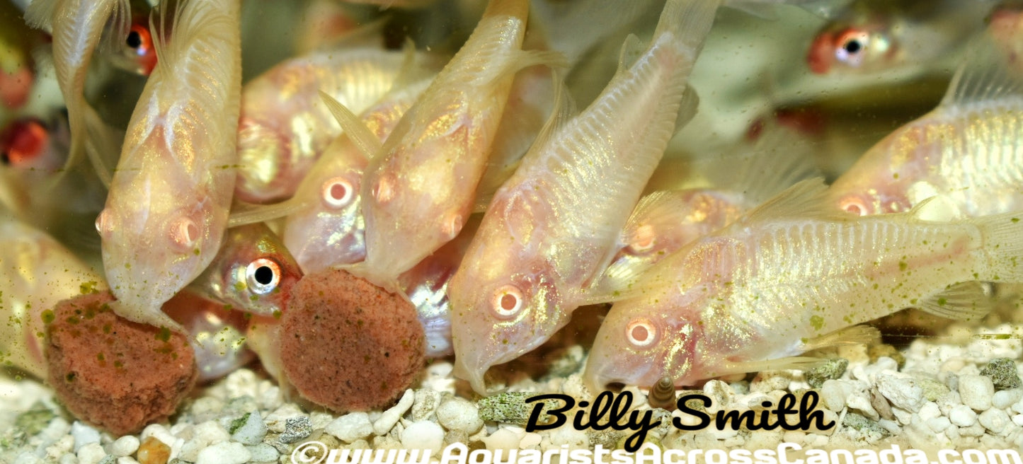 ALBINO CORYDORA (Corydoras aeneus .var) - Aquarists Across Canada