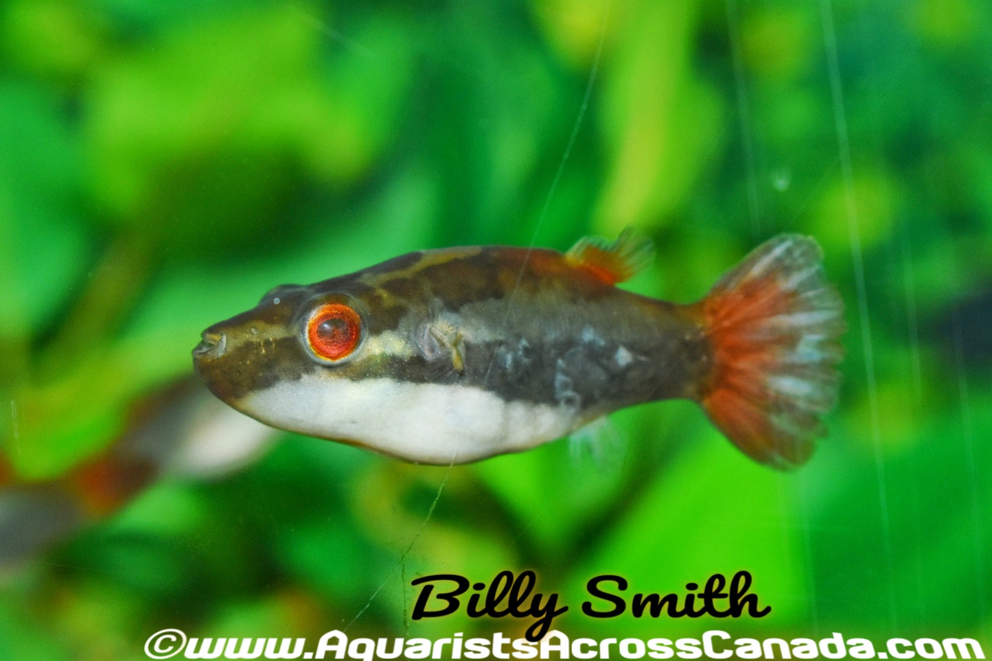 RED EYE PUFFER (Carinotetraodon irrubesco) - Aquarists Across Canada