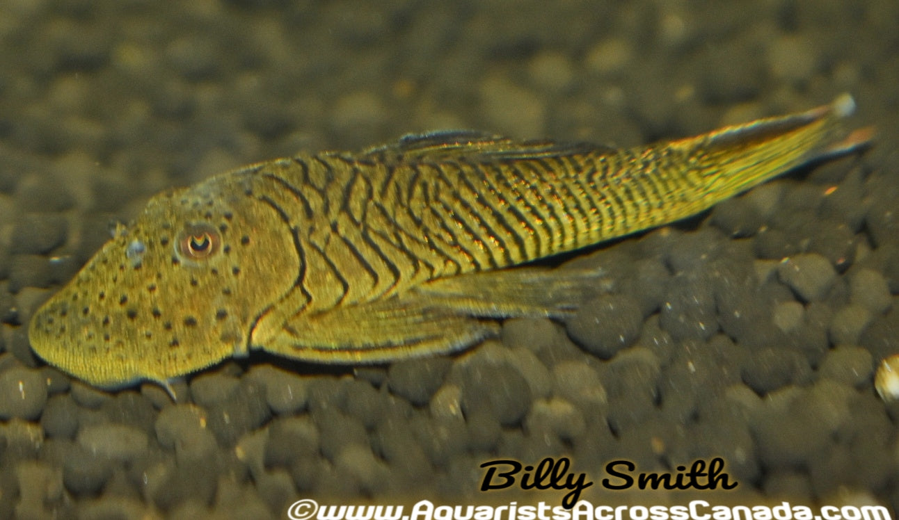 L187 SPOTTED RUBBERNOSE PLECO (Chaetostoma formosae) - Aquarists Across Canada