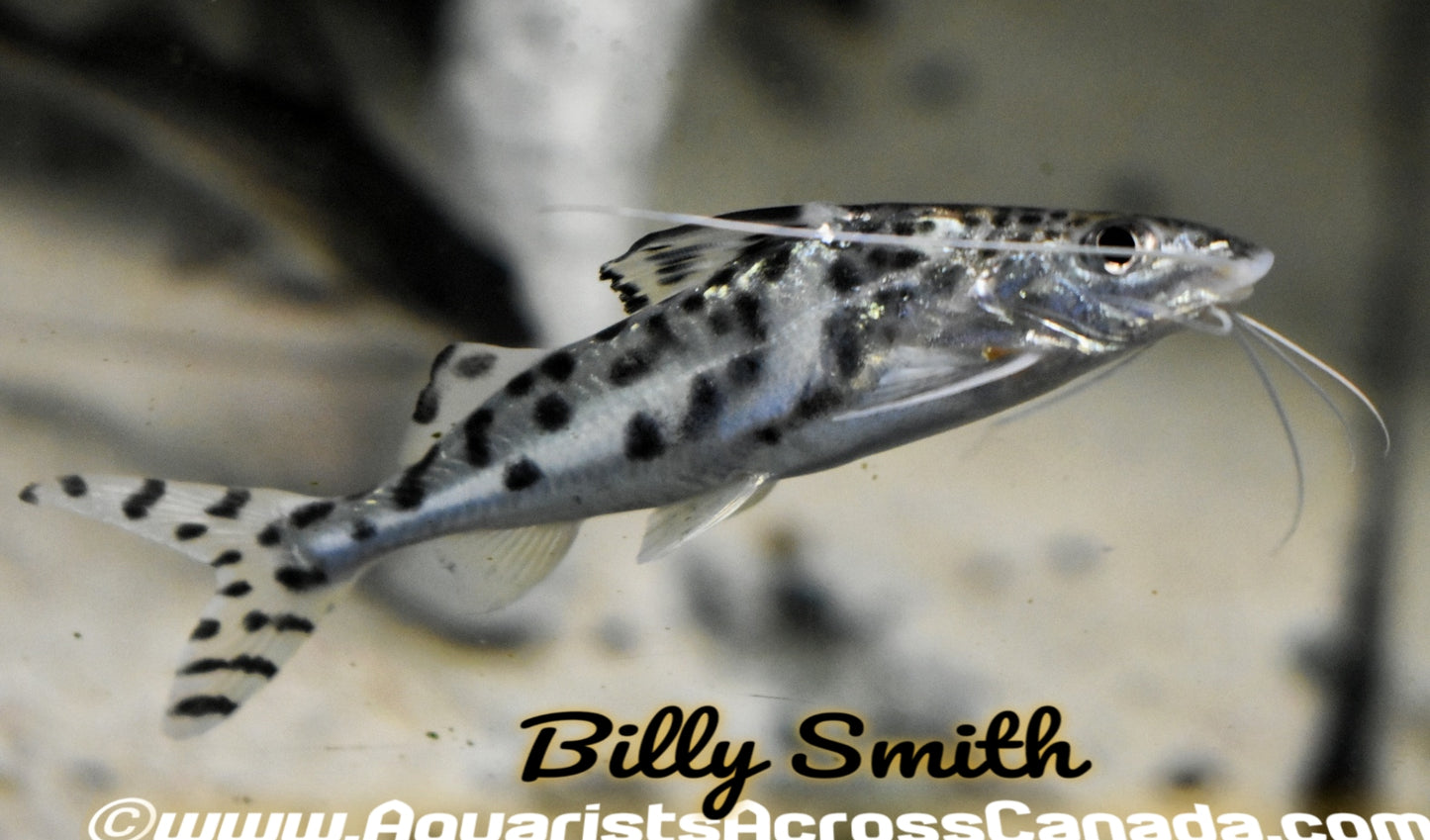 PICTUS CATFISH (Pimelodus pictus) - Aquarists Across Canada