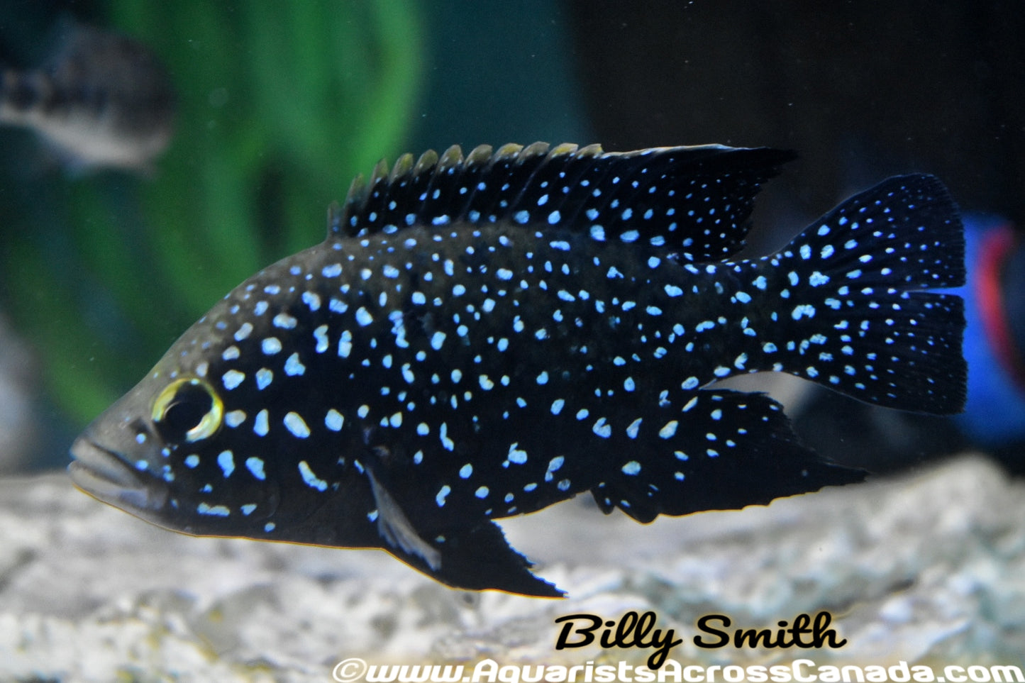PARATILAPIA POLLENI *Marolambo* (Housebred) - Aquarists Across Canada
