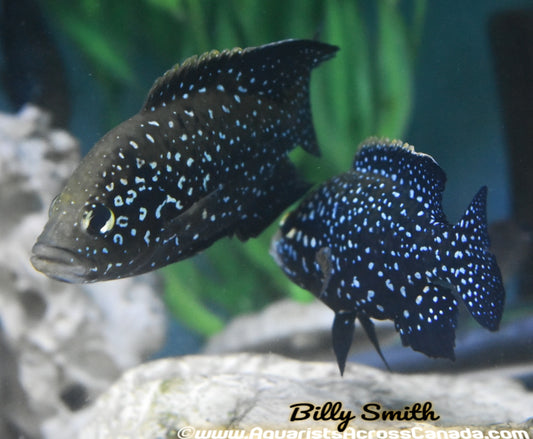 PARATILAPIA POLLENI *Marolambo* (Housebred) - Aquarists Across Canada
