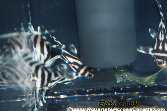 L46 ZEBRA PLECO (Hypancistrus zebra) - Aquarists Across Canada