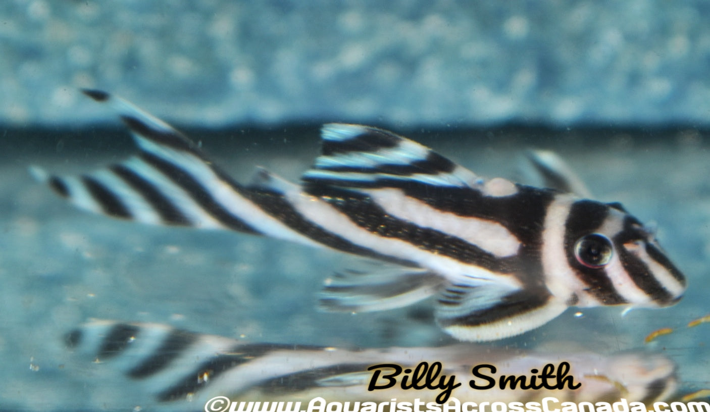 L46 ZEBRA PLECO (Hypancistrus zebra) - Aquarists Across Canada