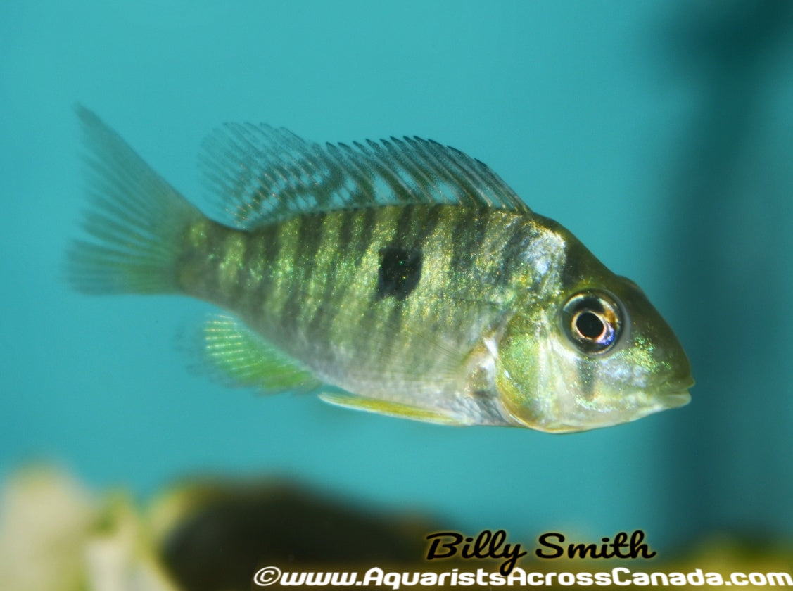 GEOPHAGUS BALZANI (Gymnogeophagus balzanii) - Aquarists Across Canada