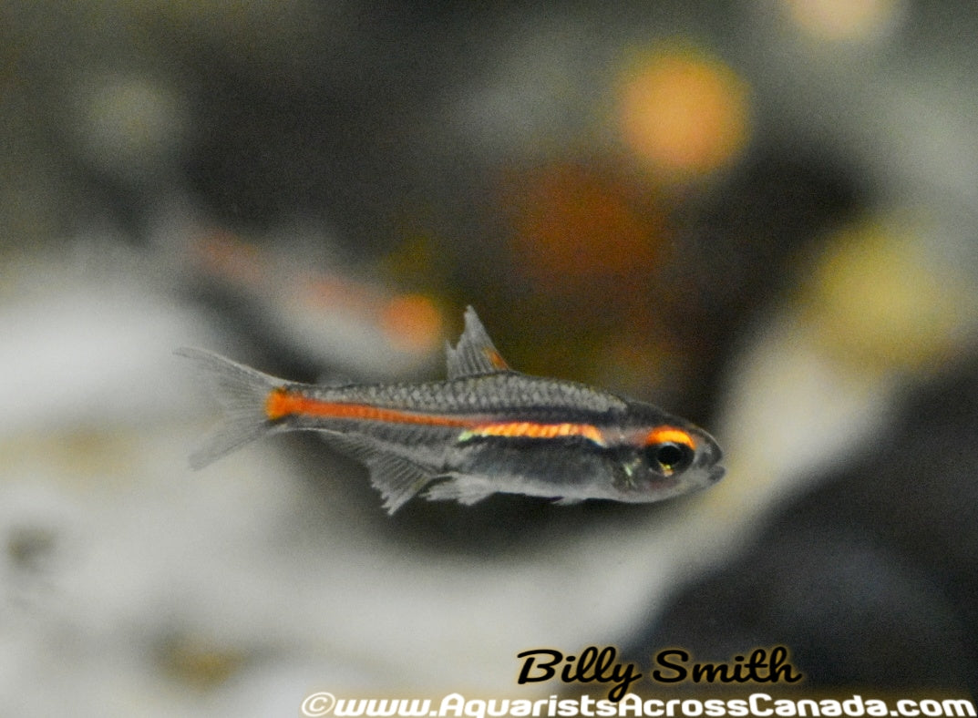 GLOWLIGHT TETRA (Hemigrammus erythrozonus) - Aquarists Across Canada