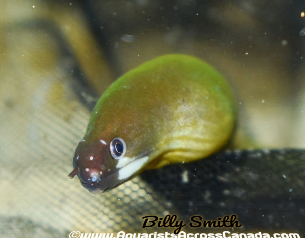 WHITE CHEEK MORAY EEL (Echidna Rhodochilus) - Aquarists Across Canada