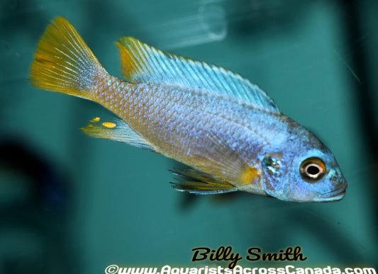 METRIACLIMA .SP MSOBO "MAGUNGA" - Aquarists Across Canada