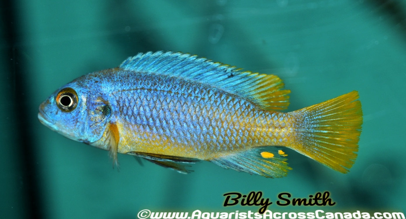 METRIACLIMA .SP MSOBO "MAGUNGA" - Aquarists Across Canada