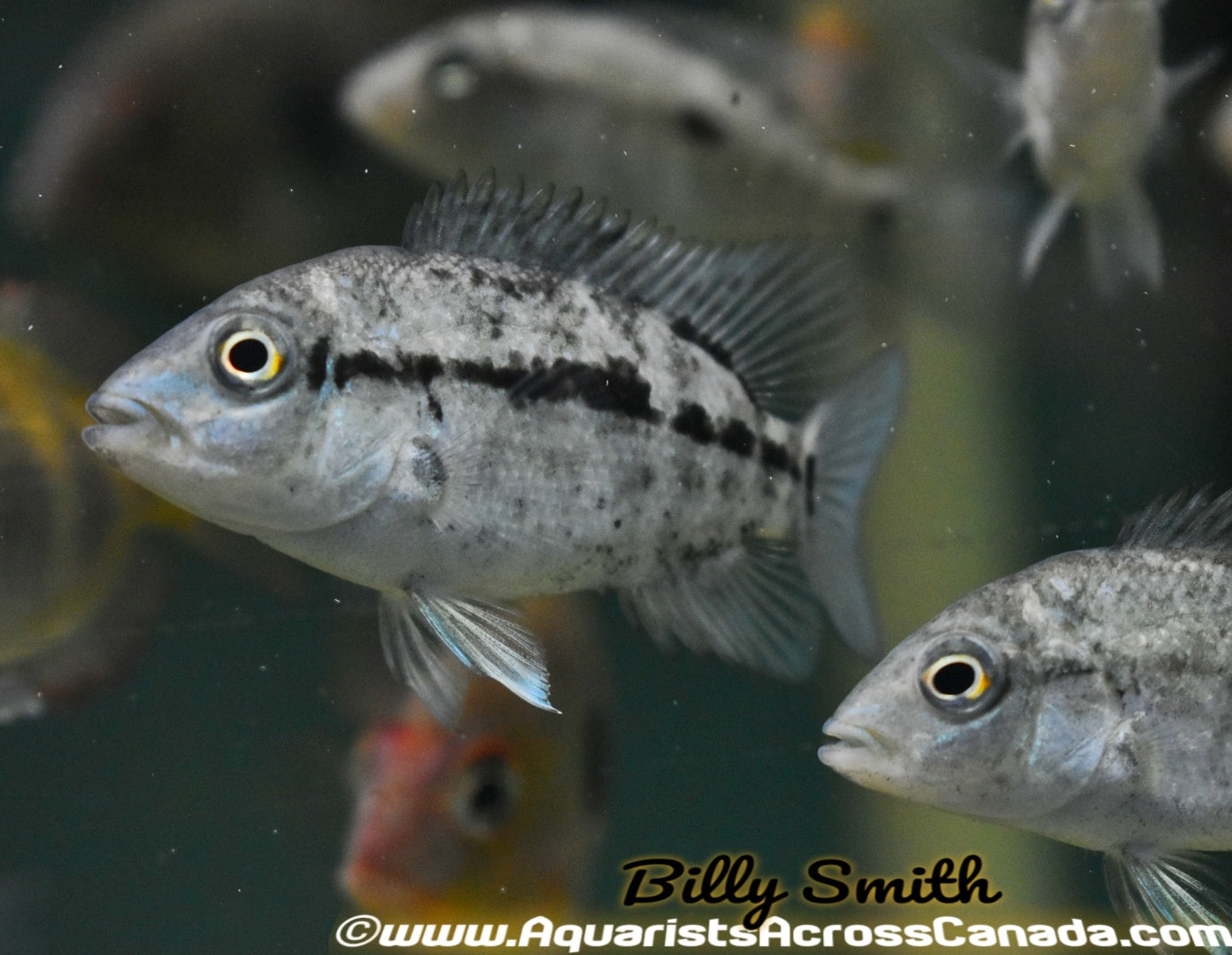 HAITIAN CICHLID *BLACK NASTY* (Nandopsis Haitiensis) - Aquarists Across Canada