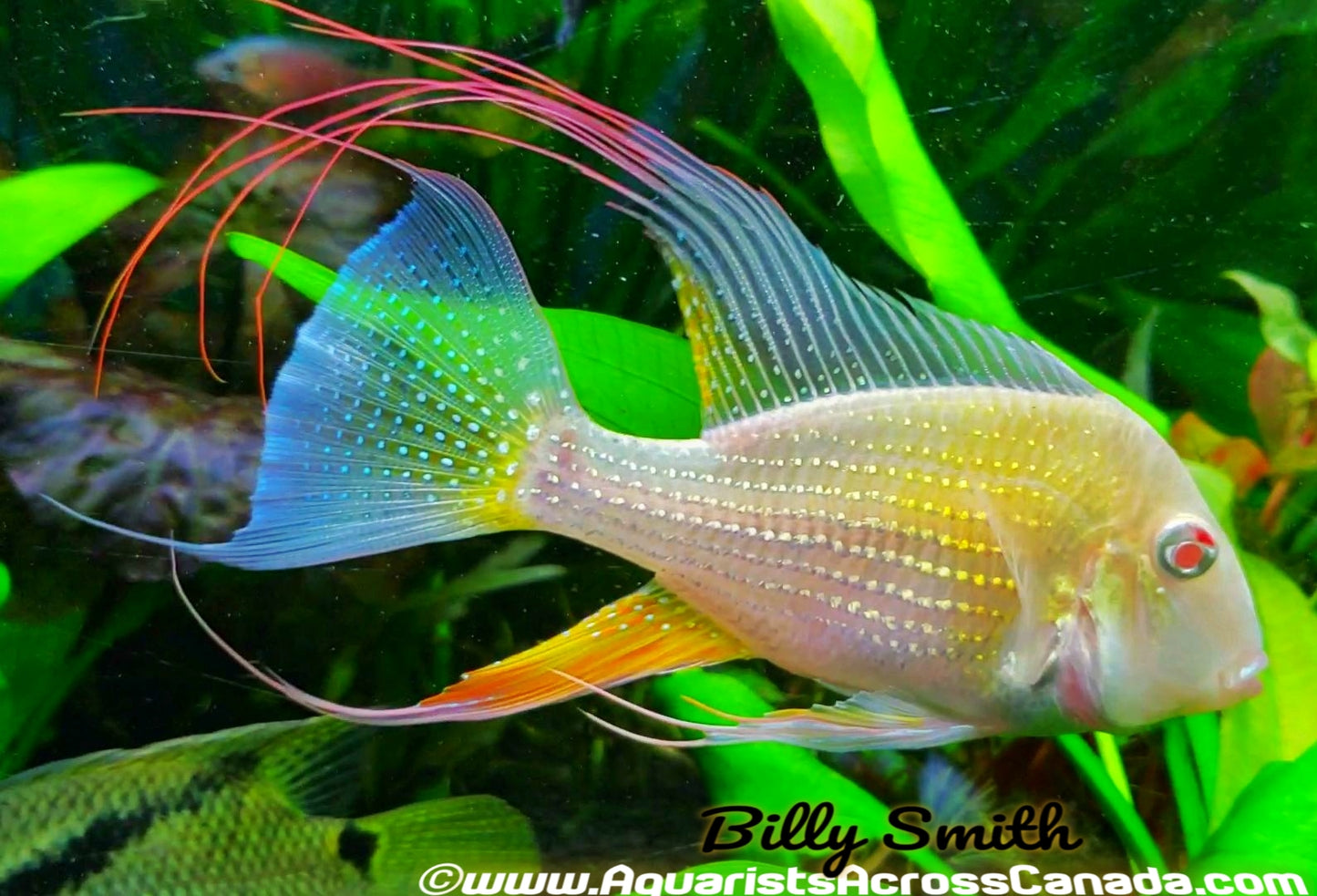 THREADFIN GEOPHAGUS *ALBINO* (Acarichthys heckelii .var) 2.5" - Aquarists Across Canada