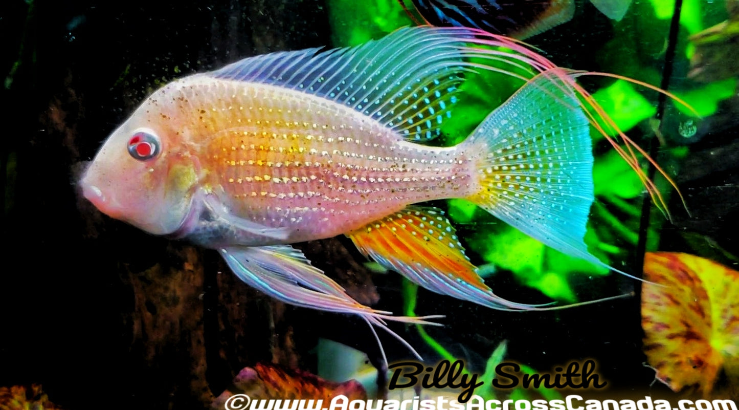 THREADFIN GEOPHAGUS *ALBINO* (Acarichthys heckelii .var) 2.5" - Aquarists Across Canada