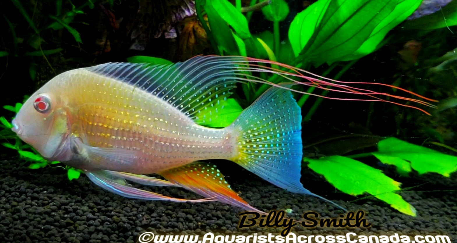 THREADFIN GEOPHAGUS *ALBINO* (Acarichthys heckelii .var) 2.5" - Aquarists Across Canada