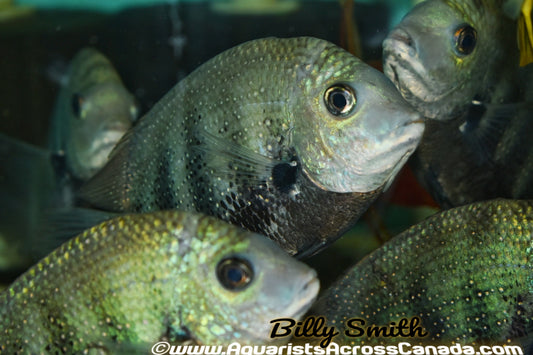 GREEN CHROMIDE (ETROPLUS SURATENSIS) - Aquarists Across Canada