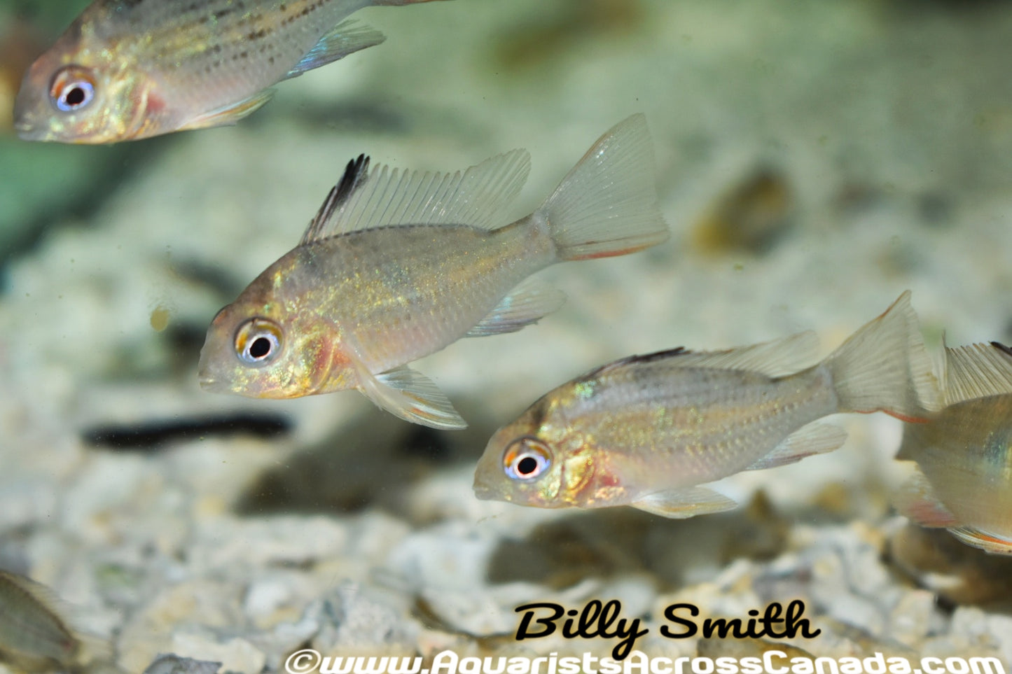 BOLIVIAN RAM *CROWN RUBY* (Mikrogeophagus altispinosus) - Aquarists Across Canada