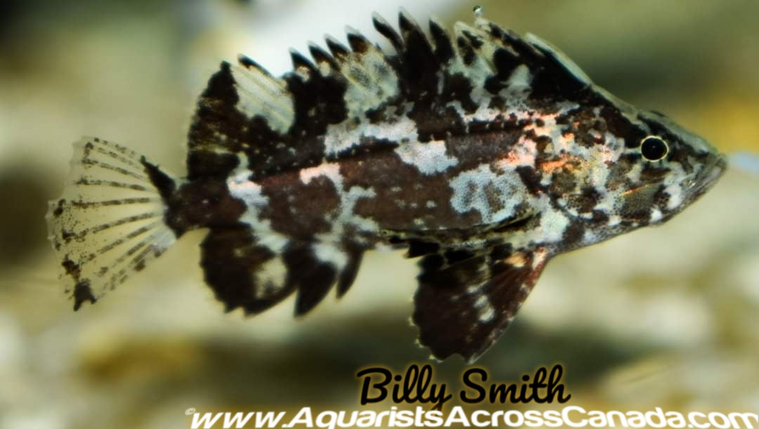 Butterfly shop goby care