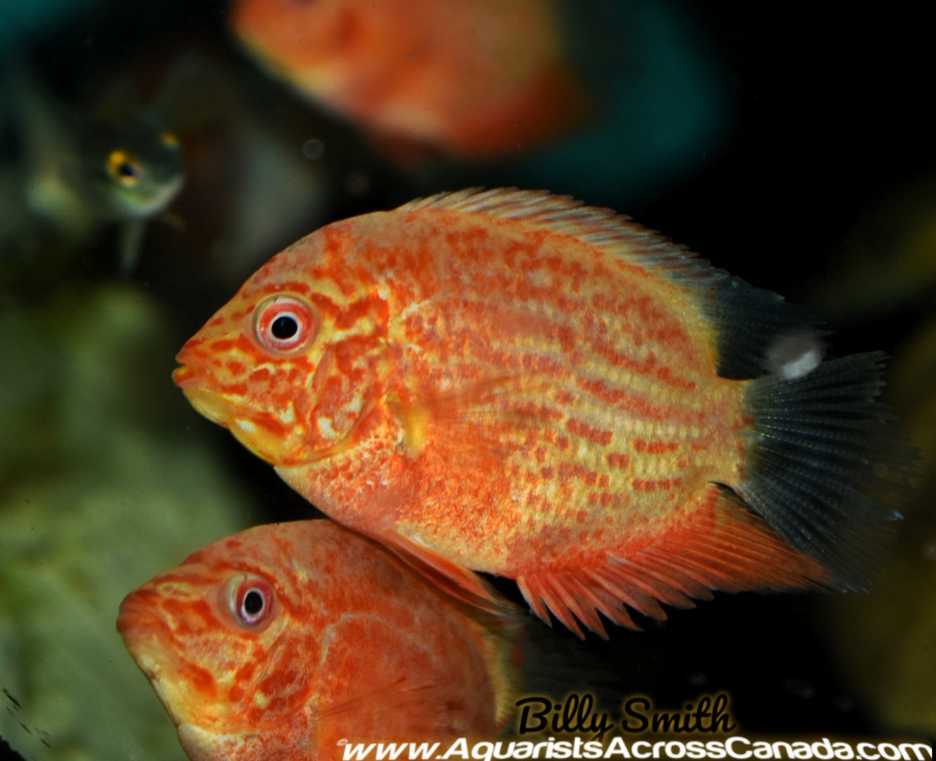 SEVERUM *RED SPOTTED* (Heros appendiculatus/Heros efasciatus) - Aquarists Across Canada