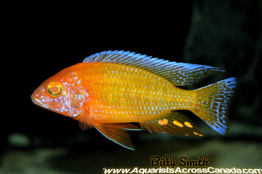 AULONOCARA. SP "RUBY ALBINO" (ALBINO RUBY RED) 1" UNSEXED - Aquarists Across Canada