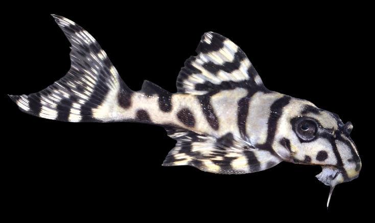 (Pre-Order) L236 SUPER WHITE GRADE A ZEBRA PLECO (Hypancistrus zebra) 1.25-3" D2407M