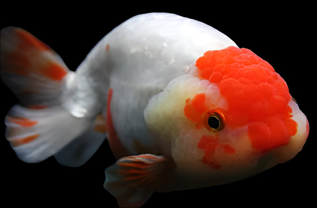 RED AND WHITE LIONHEAD GOLDFISH (Carassius Auratus) 3.5-4.5"