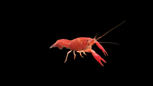 RED CRAYFISH (Procambarus Clarkii) 2402