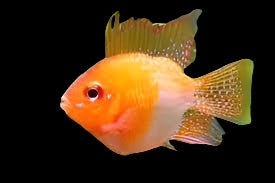 RED GOLDEN BALLOON RAM *GERMAN STRAIN* Mikrogeophagus ramirezi