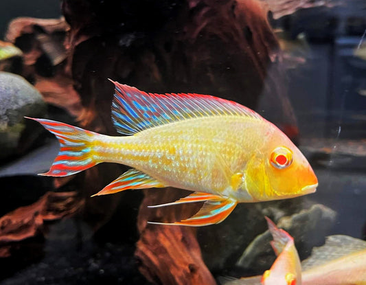 RED HEAD TAPAJOS *ALBINO* (Geophagus .sp Albino) VERY RARE