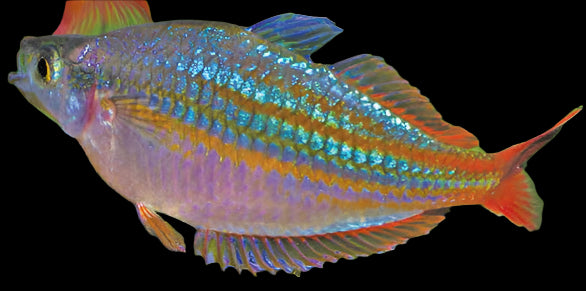 RED LAZER RAINBOW (Melanotaenia rubrivittata) LG