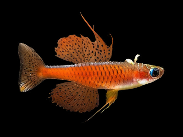 RED NEON BLUE EYED RAINBOW (Pseudomugil luminatus) DY2405