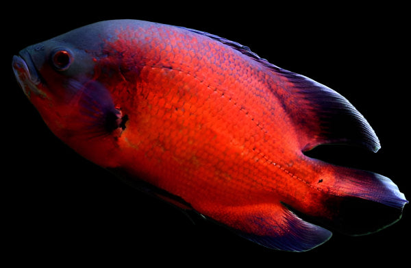 RED OSCAR (Astronotus ocellatus) 2-3" 2404
