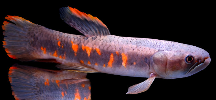 RED (RAINBOW) WOLF FISH (Erythrinus erythrinus