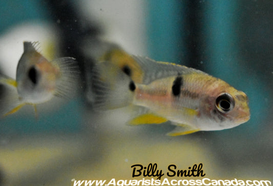ROYAL ACARA (Aequidens diadema "Rio Itaya" - Aquarists Across Canada