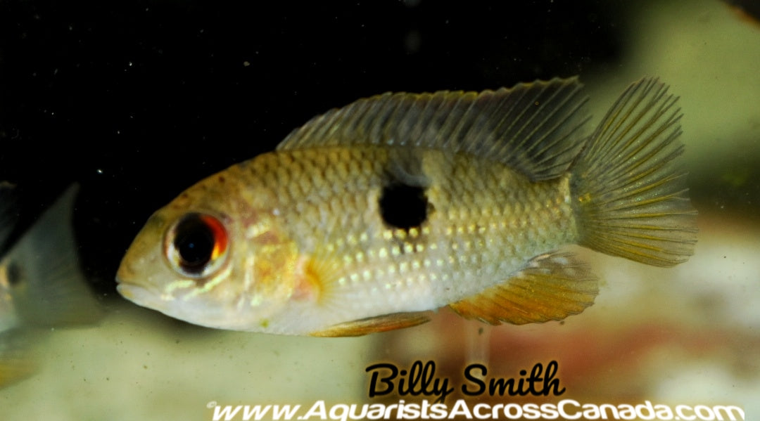 ROYAL ACARA (Aequidens diadema "Rio Itaya" - Aquarists Across Canada