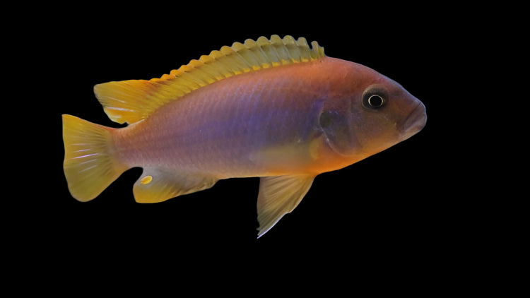 RUSTY MBUNA (Iodotropheus sprengerae)