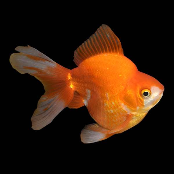 RED RYUKIN (carassius Auratus)