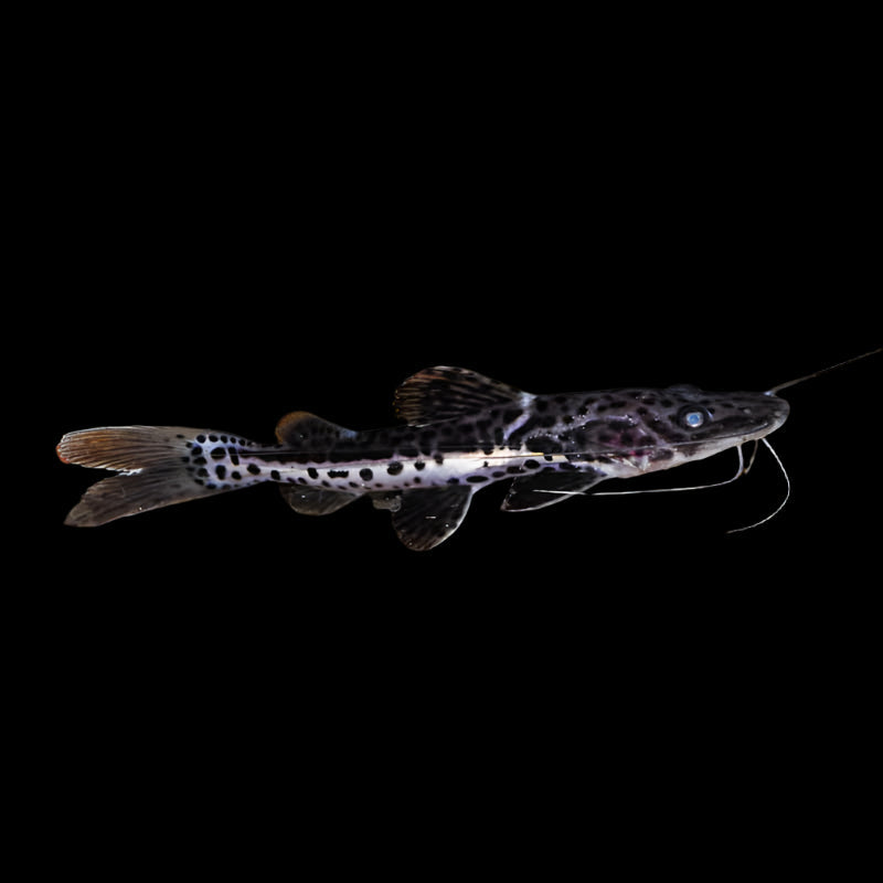 TSN x RTC CATFISH (Pseudoplatystoma fasciatum/Phractocephalus hemioliopterus)