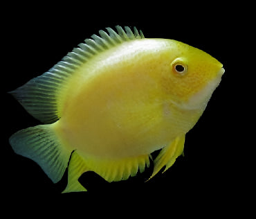 SEVERUM GOLD (Heros efasciatus) 3" - Aquarists Across Canada