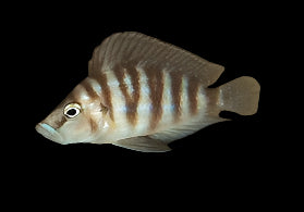 SUMBU SHELL COMPRESSICEPS (ALTOLAMPROLOGUS COMP "SUMBU SHELL") - Aquarists Across Canada