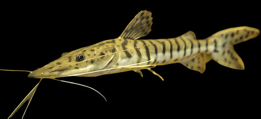 TIGER SHOVELNOSE (Pseudoplatystoma fasciatum) D2410I