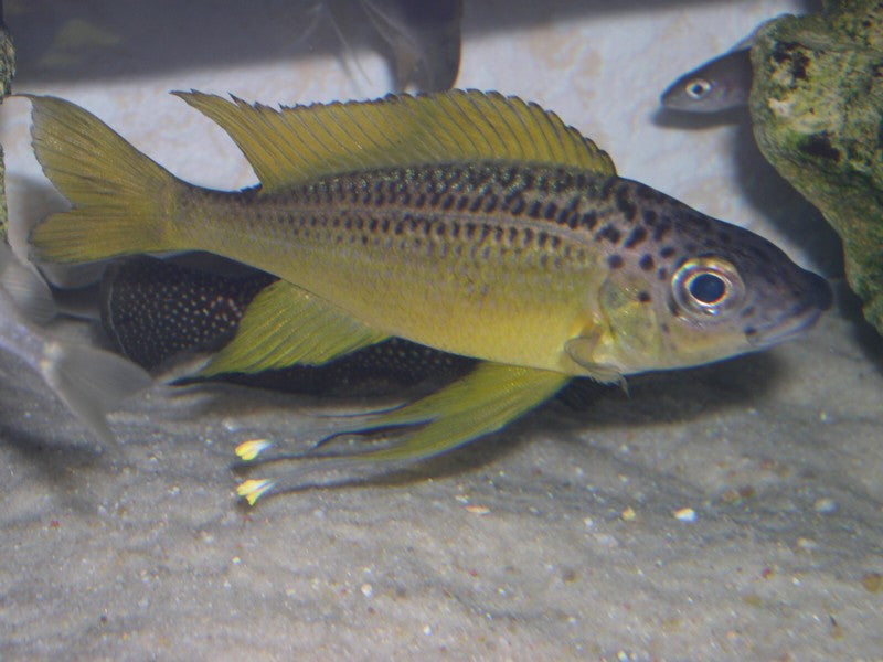 TIGER NASUTA (OPTHALMOTILAPIA *NASUTA*) - Aquarists Across Canada
