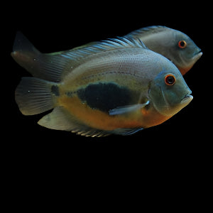 UARU (Uaru amphiacanthoides) - Aquarists Across Canada